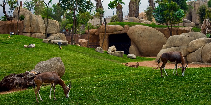 Exploring the animals in the Bioparc zoo is is situated in the northwest area of the city.