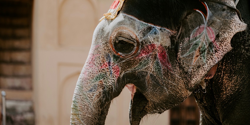 An elephant playing polo during the Elephant festival in Jaipur.