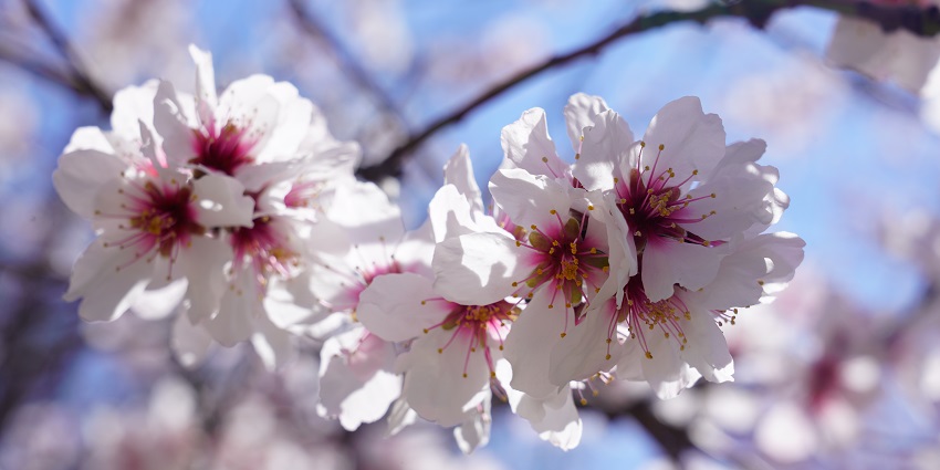Witness the beauty of Cherry Blossom, a peaceful thing to do in Madrid in April