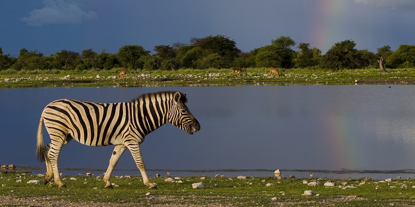 An amazing picture clicked of Zebra walking around the waterhole in Etosha National Park.