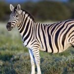 An amazing picture of the Zebra standing in the Savana in the Etosha National Park.