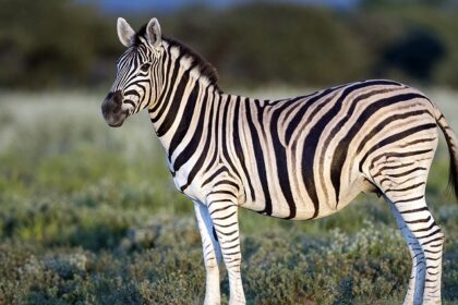 An amazing picture of the Zebra standing in the Savana in the Etosha National Park.