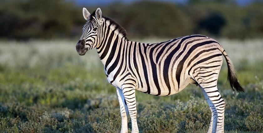 An amazing picture of the Zebra standing in the Savana in the Etosha National Park.