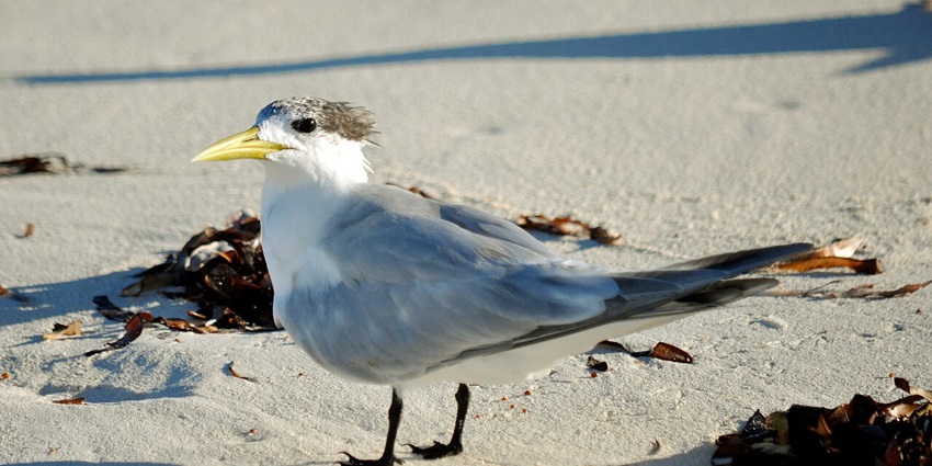 The Bird Island often attracts bird lovers looking for things to do in Seychelles in July.