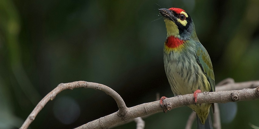 A glimpse of a beautiful bird spotted on the branch of a dense forest near the lake.