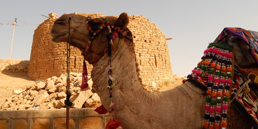 Decorated camel for safari in Jaisalmer, as mentioned in Rajasthan travel guide.