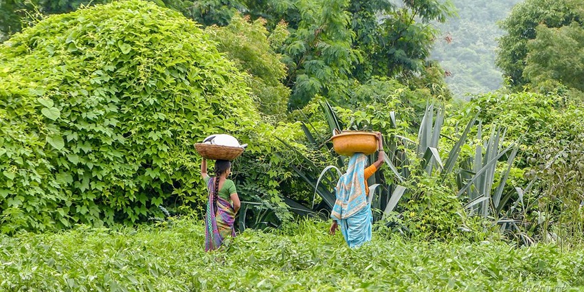 Two Marathi women wearing sarees carry buckets on their heads in Amoundi Village of Pune.