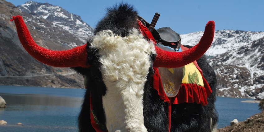 Decorated yak with red horns and a colorful blanket, standing in a landscape by a lake.