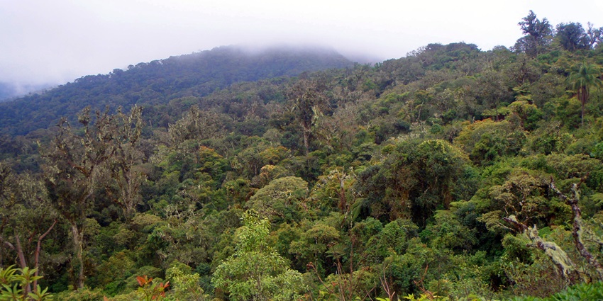 Walking through greenery is among the best things to do in Santa Cruz