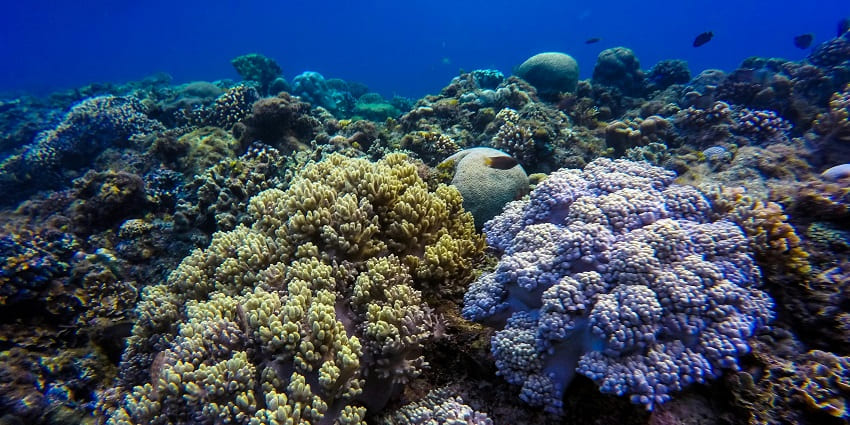 A vibrant underwater scene showcasing a diverse coral reef ecosystem with colorful corals