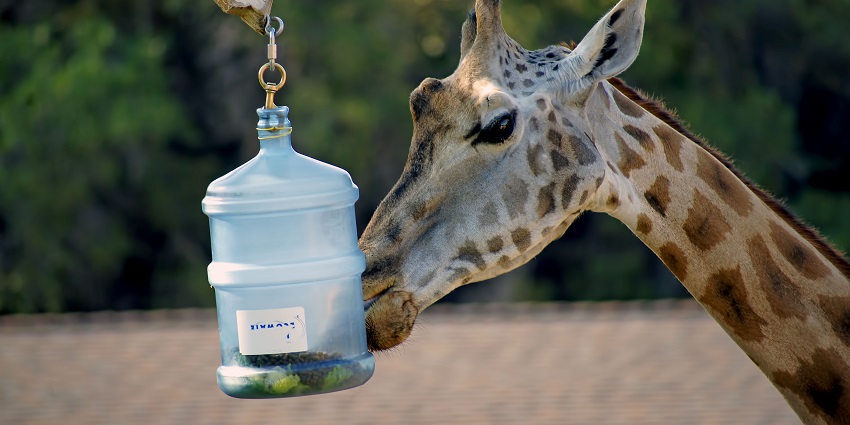 A giraffe standing near a hanging jar containing food at Hogle Zoo, Salt Lake City