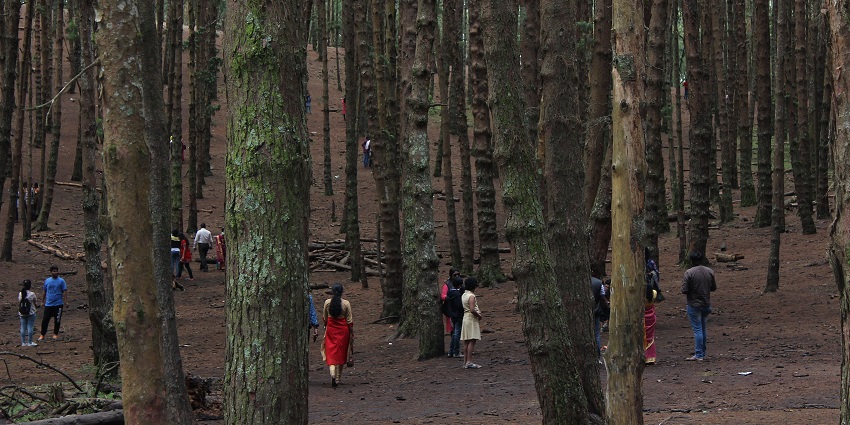 Groups of tourists roam through the dense pine forests of Kodaikanal In Tamil Nadu