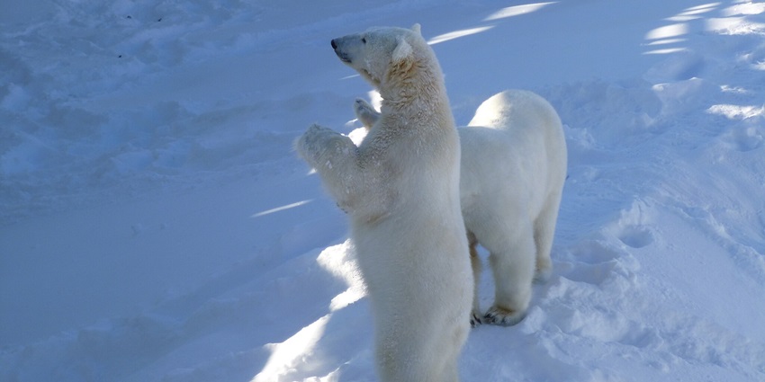 An image of the Ranua Wildlife Park, one of the best places to visit in Finland