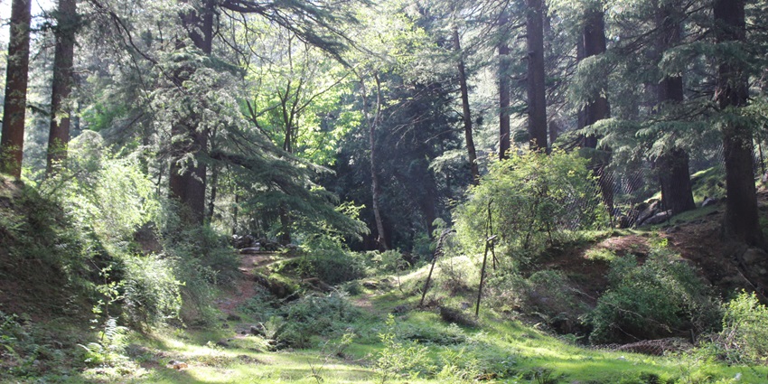 Trees create a line through a tranquil, lush green path and a calm lake with calm water