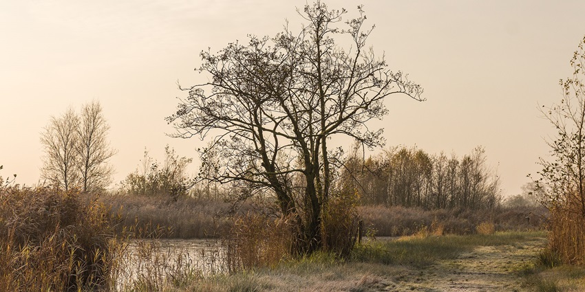Trees create a line through a tranquil, lush green path and a calm lake with calm water