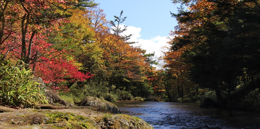 Stunning autumn landscapes with vibrant red and golden leaves.