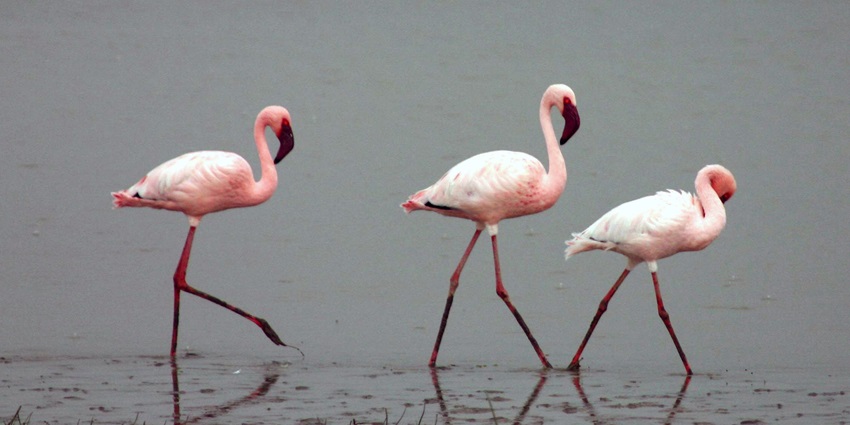 Three pink and white hued flamingos walking along the coast of a lake with grass on the shore
