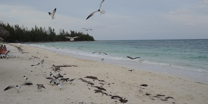 Experience peace at Fortune Beach, Freeport, with blue waters and golden sands, perfect for peaceful retreat