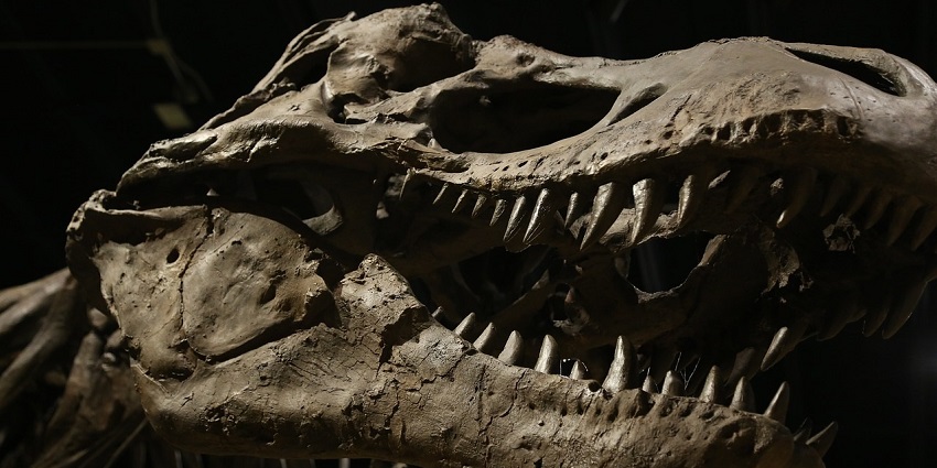 An image of a big skull of a dinosaur resembling the fossils kept in the dinosaur museums