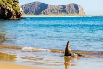 Galapagos National Park with unique wildlife, crystal-clear waters, snorkelling and hiking.