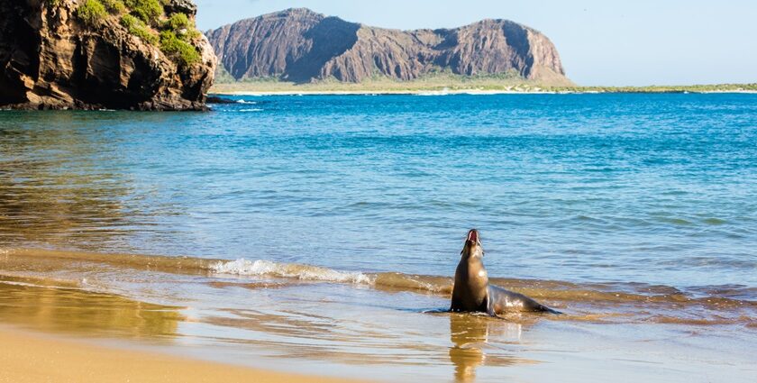 Galapagos National Park with unique wildlife, crystal-clear waters, snorkelling and hiking.