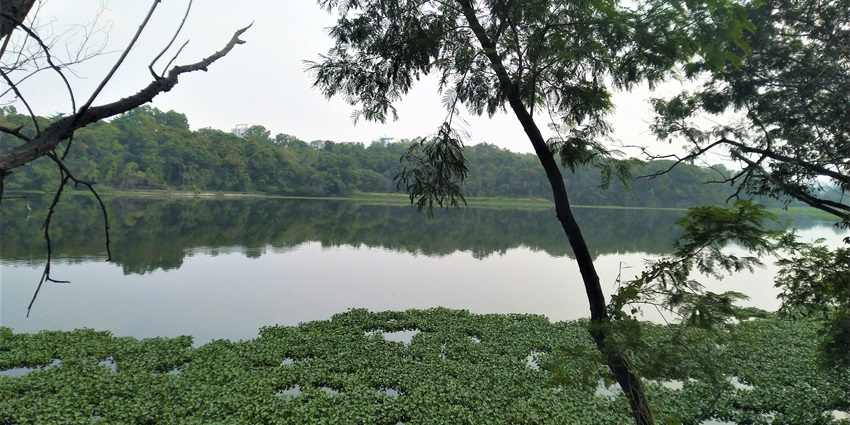A glimpse of Gandhi Talav with the water weeds on the lake and dense greenery.