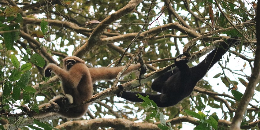 Image of capped langur in Gibbon, one of the top wildlife sanctuaries in North East India