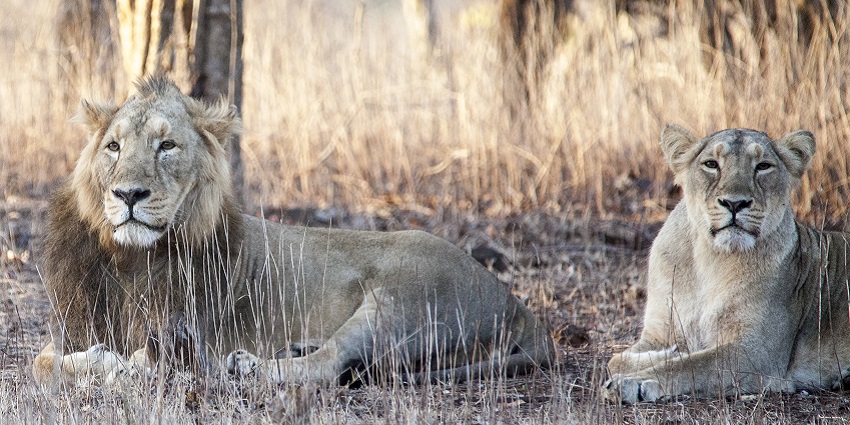 An image of lions in Gir National Park, one of the biggest jungle safaris in India.