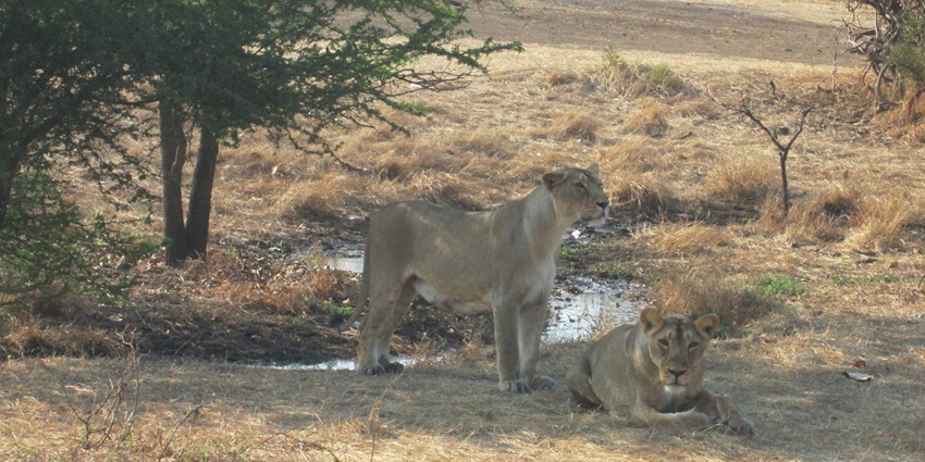 Roar with the Asiatic lions at Gir National Park - one of the best jungle safaris in India