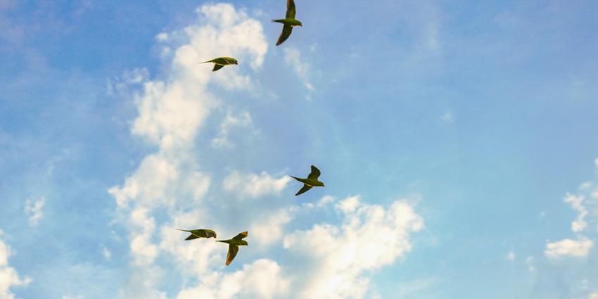 Image of Birds Flying Under the Cloudy Sky - one of the best things to do at biggest lake in Karnataka