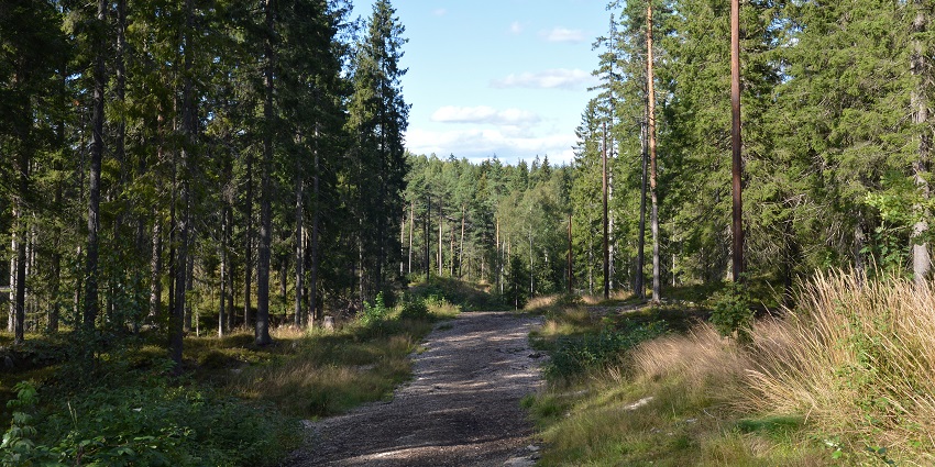 An image of a trail in Nordmarka, a famous tourist destination to visit in Oslo