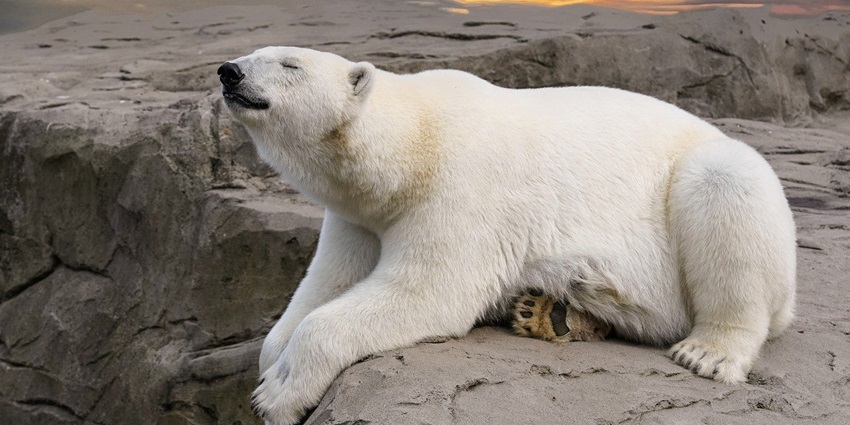 An image of a polar bear in the safari zone of Svalbard, a famous tourist destination.