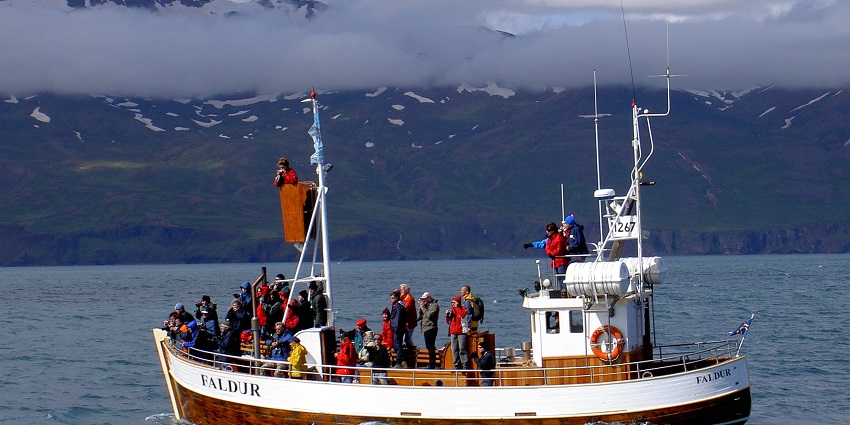 An image showing whale watching in Husavik, Iceland, with a boat on the scenic waters.