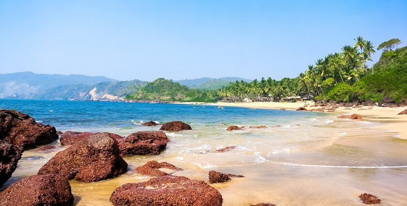 Palm trees line the beautiful Cola Beach situated in Southern Goa, India.