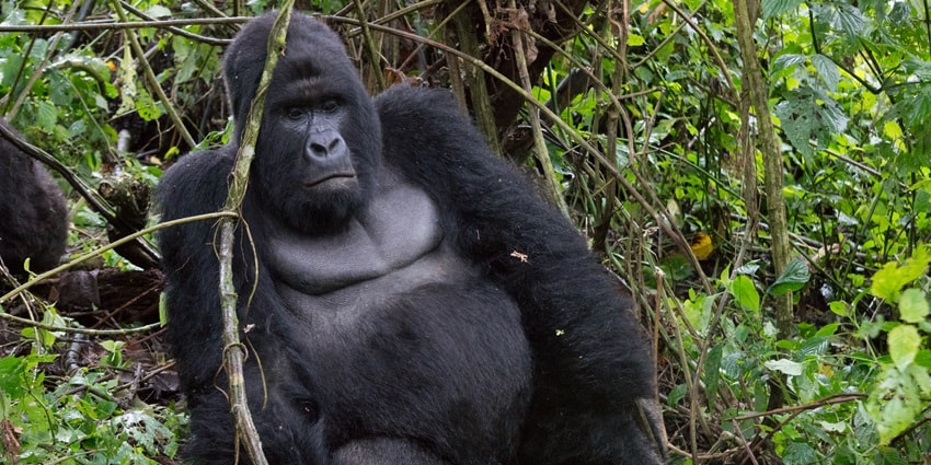 A majestic mountain gorilla resting in the dense jungles of Virunga National Park.