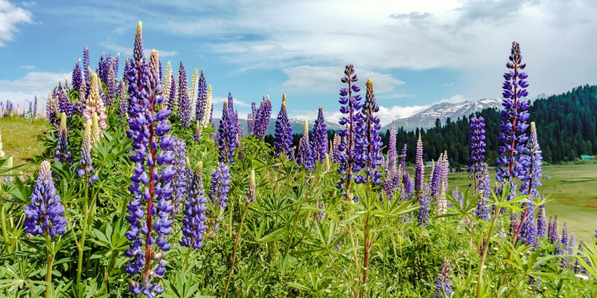 An image of the beautiful lavenders on the mountain range in Gulmarg, Jammu & Kashmir.