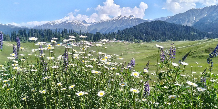 Explore the snowy slopes and pine forests in Gulmarg, a famous ski destination.