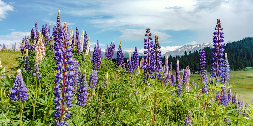 Gulmarg showing a village surrounded by dense green trees and snow-capped mountains.