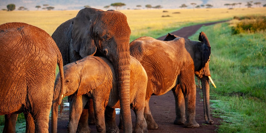 An image of a mother elephant with her flock, like in Gumti Wildlife Sanctuary, Tripura