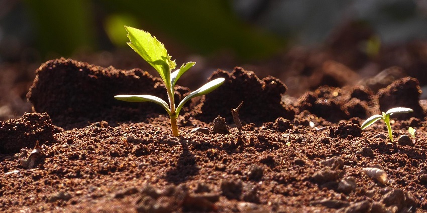 Strengthen bonds and celebrate nature with Bhitauli-Harela traditions.