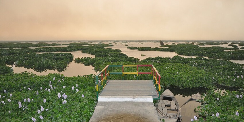 Patched greenery floating in the Harike Wetland and Lake near Tarn Taran Sahib