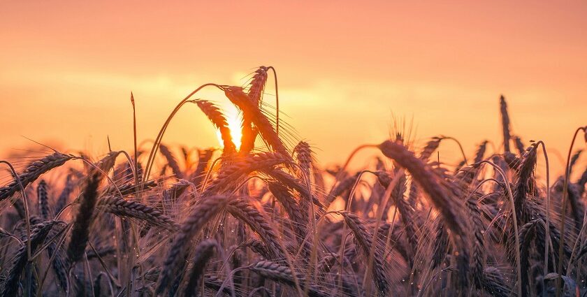 Experience the vibrant charm of Uttar Pradesh’s harvest season and its festive grandeur.