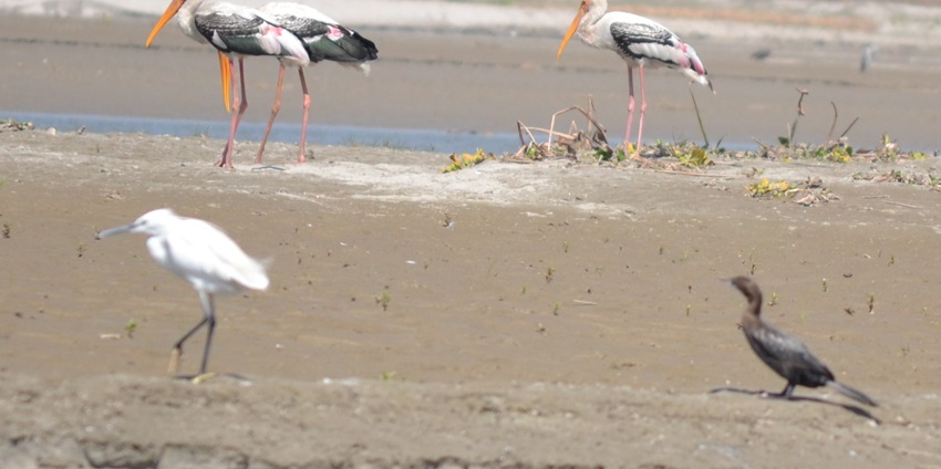 A picture of Hastinapur Wildlife Sanctuary, a peaceful retreat for nature lovers near Meerut.