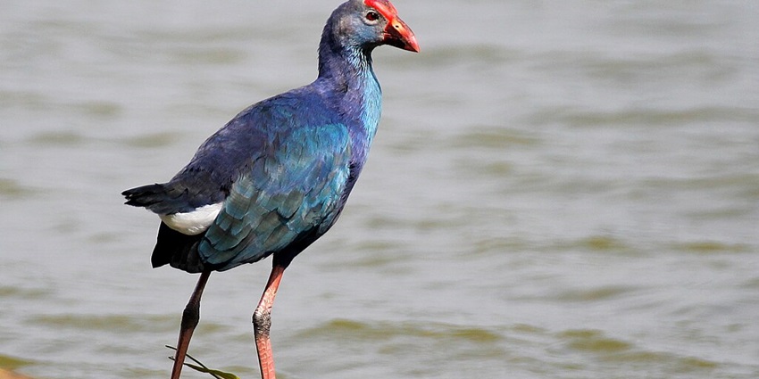 The beauty of migratory birds that rest on Hebbal lake's water surface