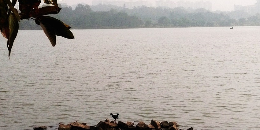 Calm waters of Hebbal Lake with a bird sitting on the rocks over the lake, one of the famous lakes in Bangalore.