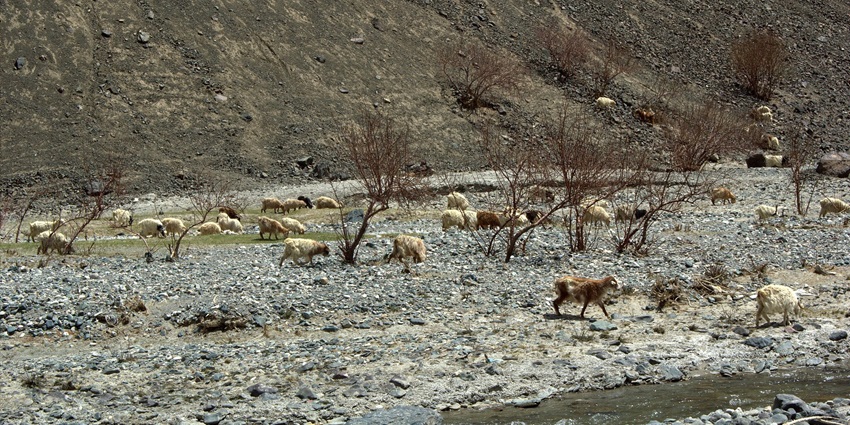 Image of Goats at Hemis national park in their natural habitat around rocky hills