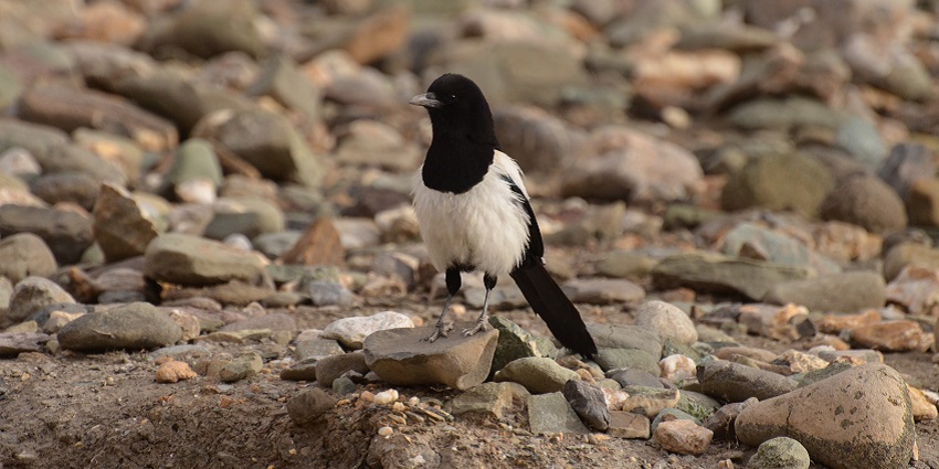An image of a magpie from Markha Village in Hemis National Park in Ladakh.
