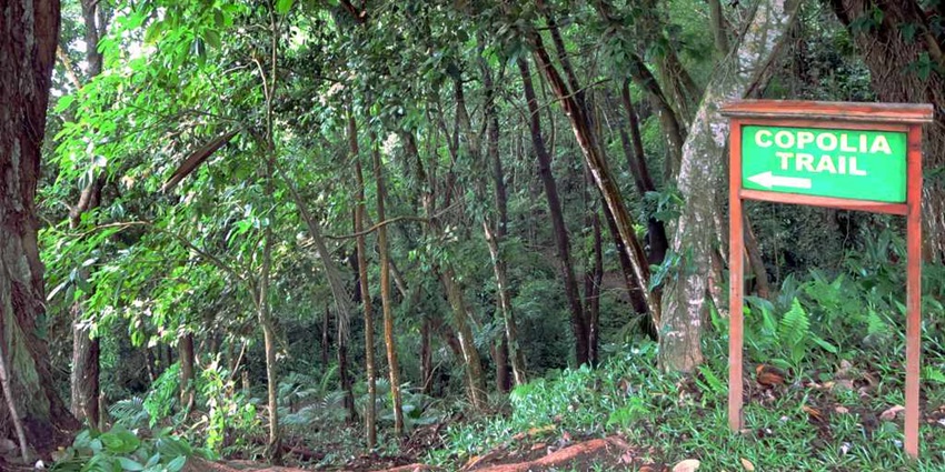 A hiking route through Seychelles’ greenery is one of the best things to do in Mahé.