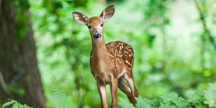 Observe chinkaras, nilgai, and vibrant birdlife in Gujarat’s arid landscape.