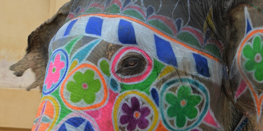 The history and significance of this Elephant Festival is culturally rich.
